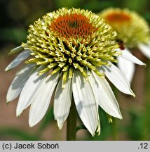 Echinacea Coconut Lime