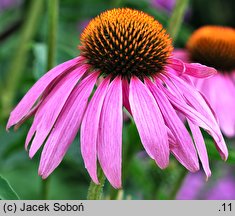 Echinacea purpurea Magnus