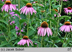 Echinacea purpurea Magnus