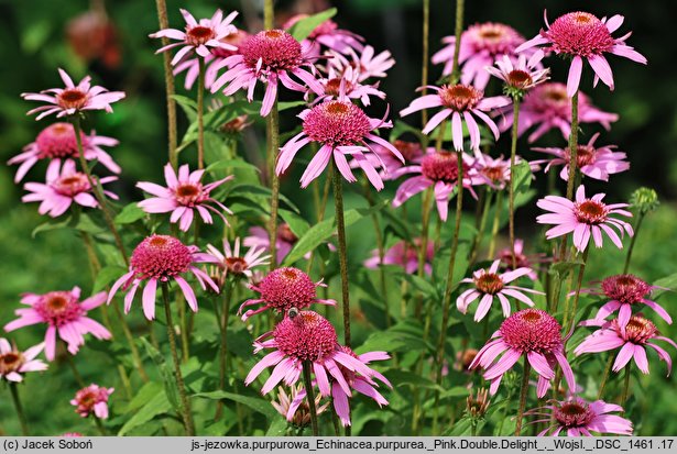 Echinacea purpurea Purple Double Delight