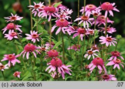 Echinacea purpurea Purple Double Delight