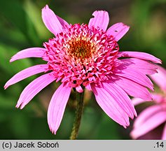 Echinacea purpurea Purple Double Delight