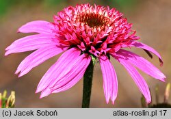 Echinacea purpurea Pink Double Delight