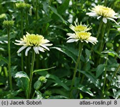 Echinacea Meringue