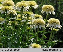 Echinacea Meringue