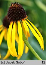 Echinacea paradoxa (jeżówka żółta)