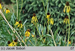 Echinacea paradoxa (jeżówka żółta)