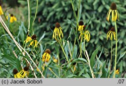 Echinacea paradoxa (jeżówka żółta)