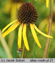 Echinacea paradoxa (jeżówka żółta)