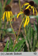 Echinacea paradoxa (jeżówka żółta)