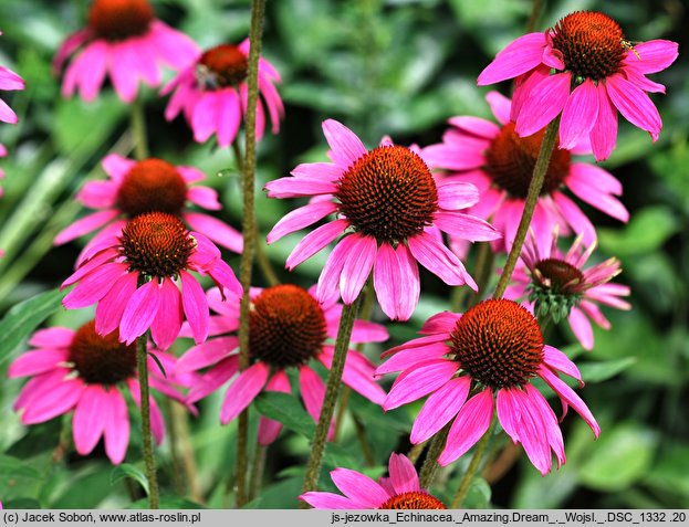 Echinacea Amazing Dream