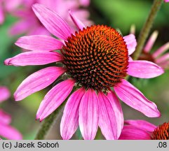 Echinacea Amazing Dream