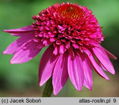 Echinacea Catharina