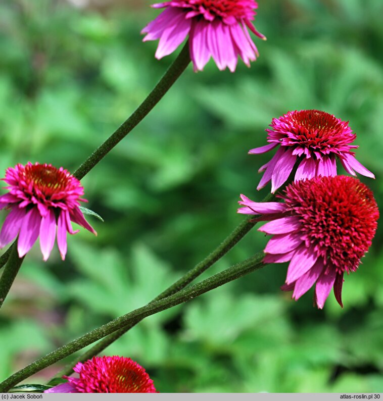 Echinacea Catharina