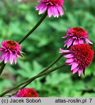 Echinacea Catharina