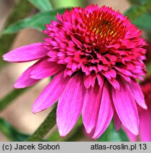 Echinacea Catharina