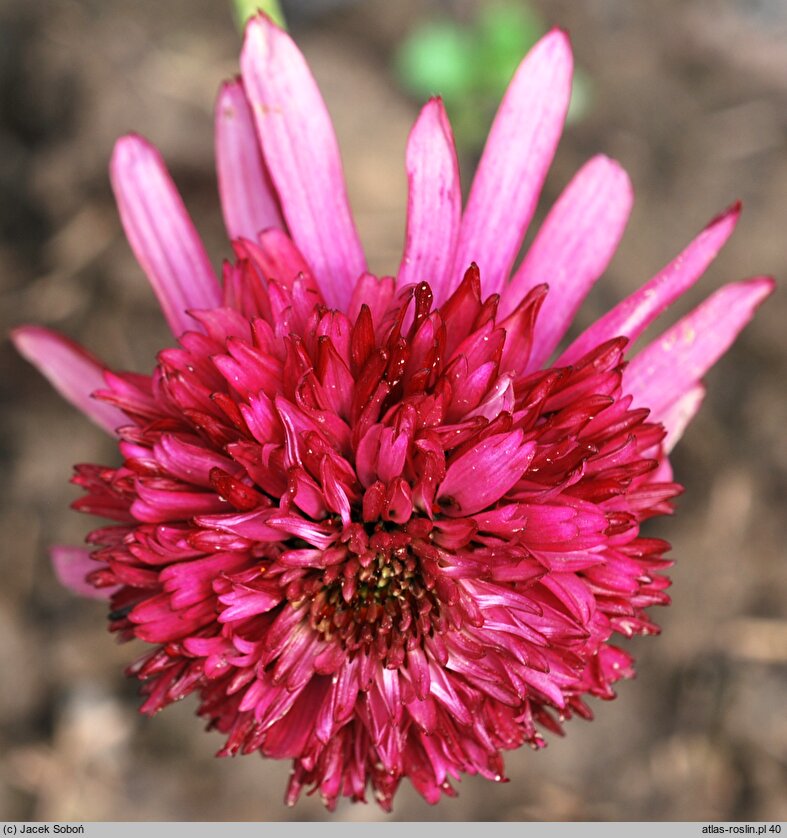 Echinacea Cranberry Cupcake