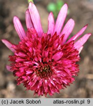 Echinacea Cranberry Cupcake