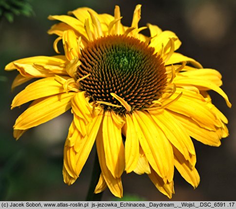 Echinacea Daydream