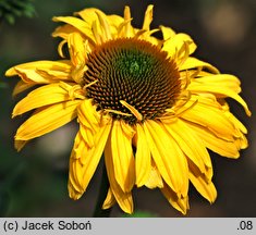 Echinacea Daydream