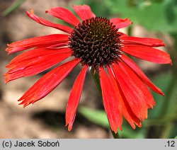 Echinacea Firebird