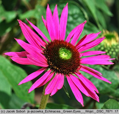 Echinacea Green Eyes