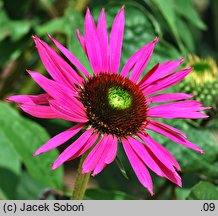 Echinacea Green Eyes