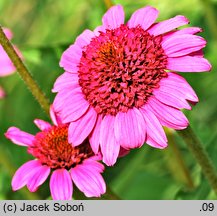 Echinacea ‘Gum Drop’