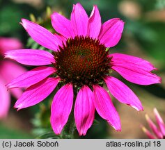 Echinacea Gum Drop