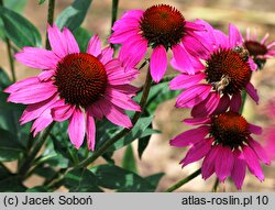 Echinacea Gum Drop