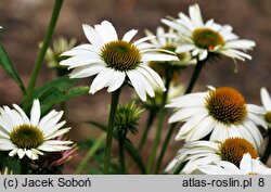 Echinacea Heavenly Dream