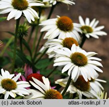 Echinacea Heavenly Dream