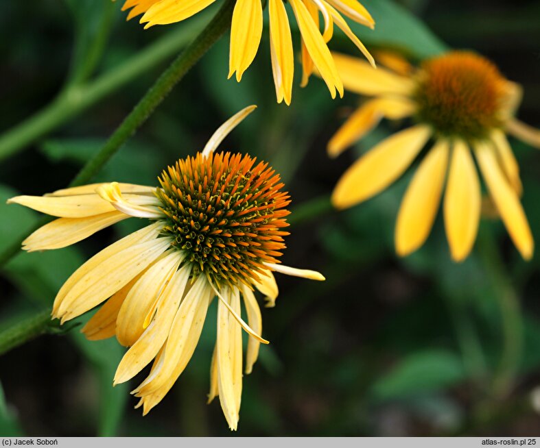 Echinacea Harvest Moon