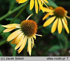 Echinacea Harvest Moon