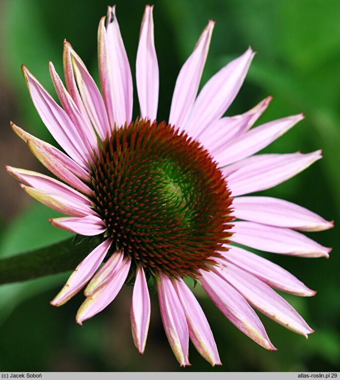 Echinacea Hope