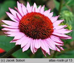 Echinacea Hope