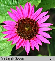 Echinacea Liliput