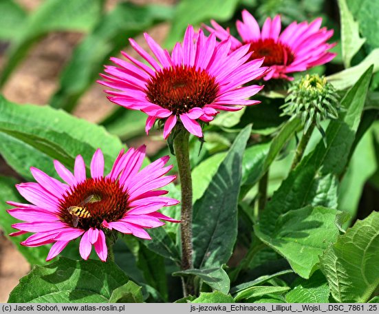 Echinacea Liliput