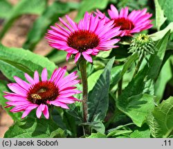 Echinacea Liliput