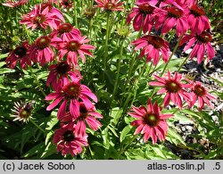 Echinacea Magenta Pearl