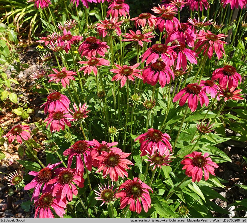 Echinacea Magenta Pearl