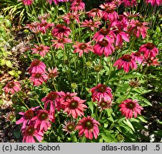 Echinacea Magenta Pearl