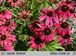 Echinacea Magenta Pearl