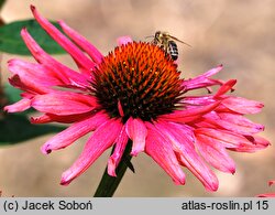 Echinacea Mamma Mia