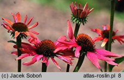 Echinacea Mamma Mia