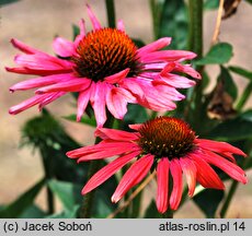 Echinacea Mamma Mia