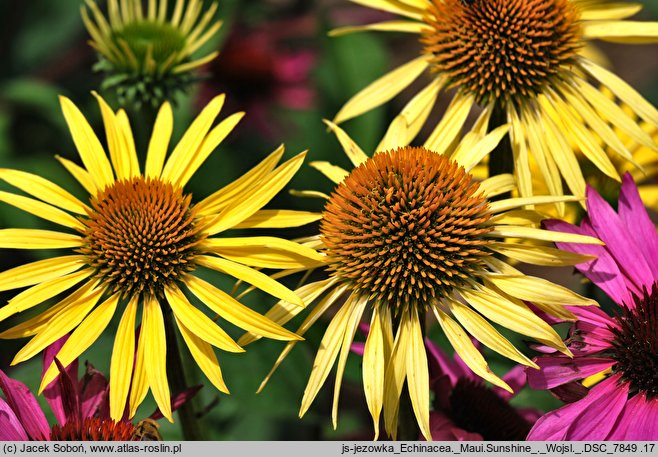 Echinacea Maui Sunshine