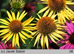 Echinacea Maui Sunshine