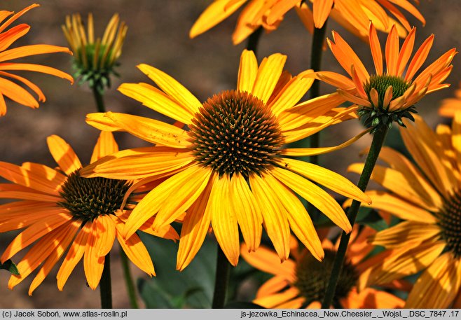 Echinacea Now Cheesier