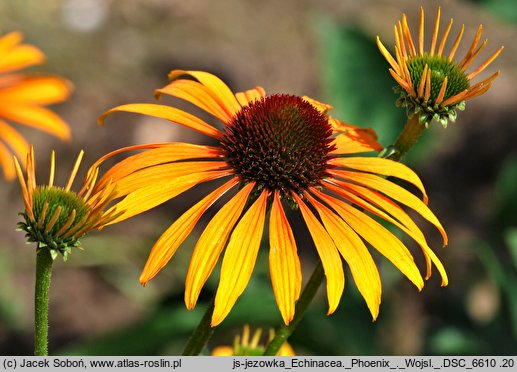 Echinacea Phoenix